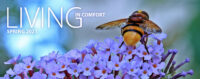 close up of a large bumble bee on purple flowers, overlaid text reads “Living in Comfort Spring 2021”